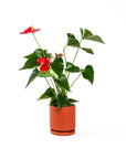 Small Gemstone Potted Anthurium - Green Fresh Florals + Plants