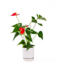 Small Gemstone Potted Anthurium - Green Fresh Florals + Plants