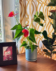 Small Gemstone Potted Anthurium - Green Fresh Florals + Plants