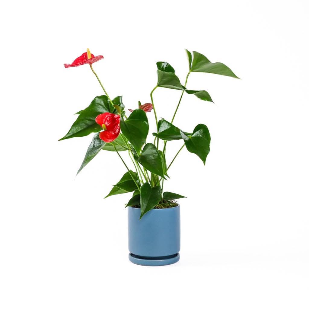 Small Gemstone Potted Anthurium - Green Fresh Florals + Plants