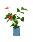 Small Gemstone Potted Anthurium - Green Fresh Florals + Plants