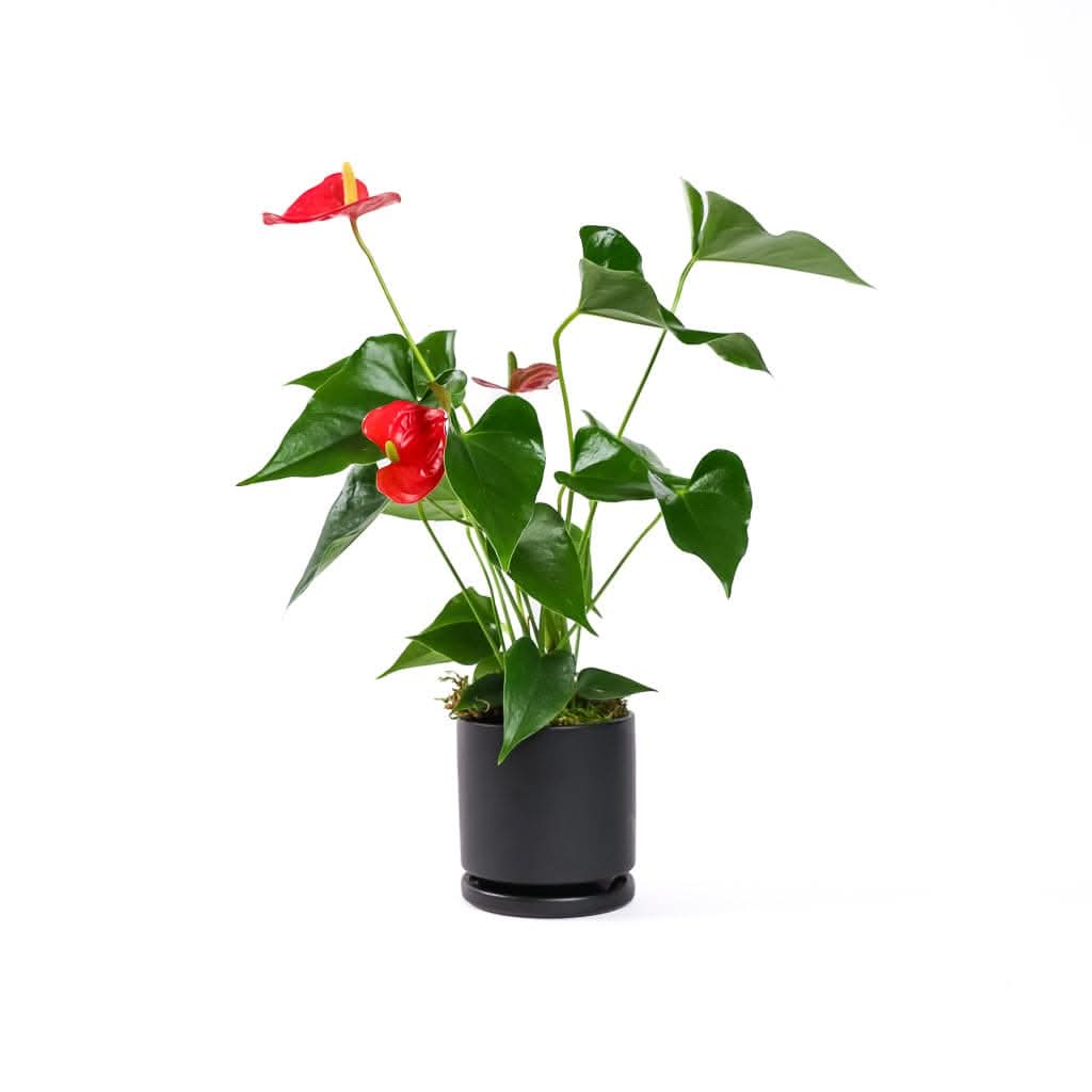 Small Gemstone Potted Anthurium - Green Fresh Florals + Plants