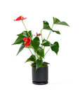 Small Gemstone Potted Anthurium - Green Fresh Florals + Plants