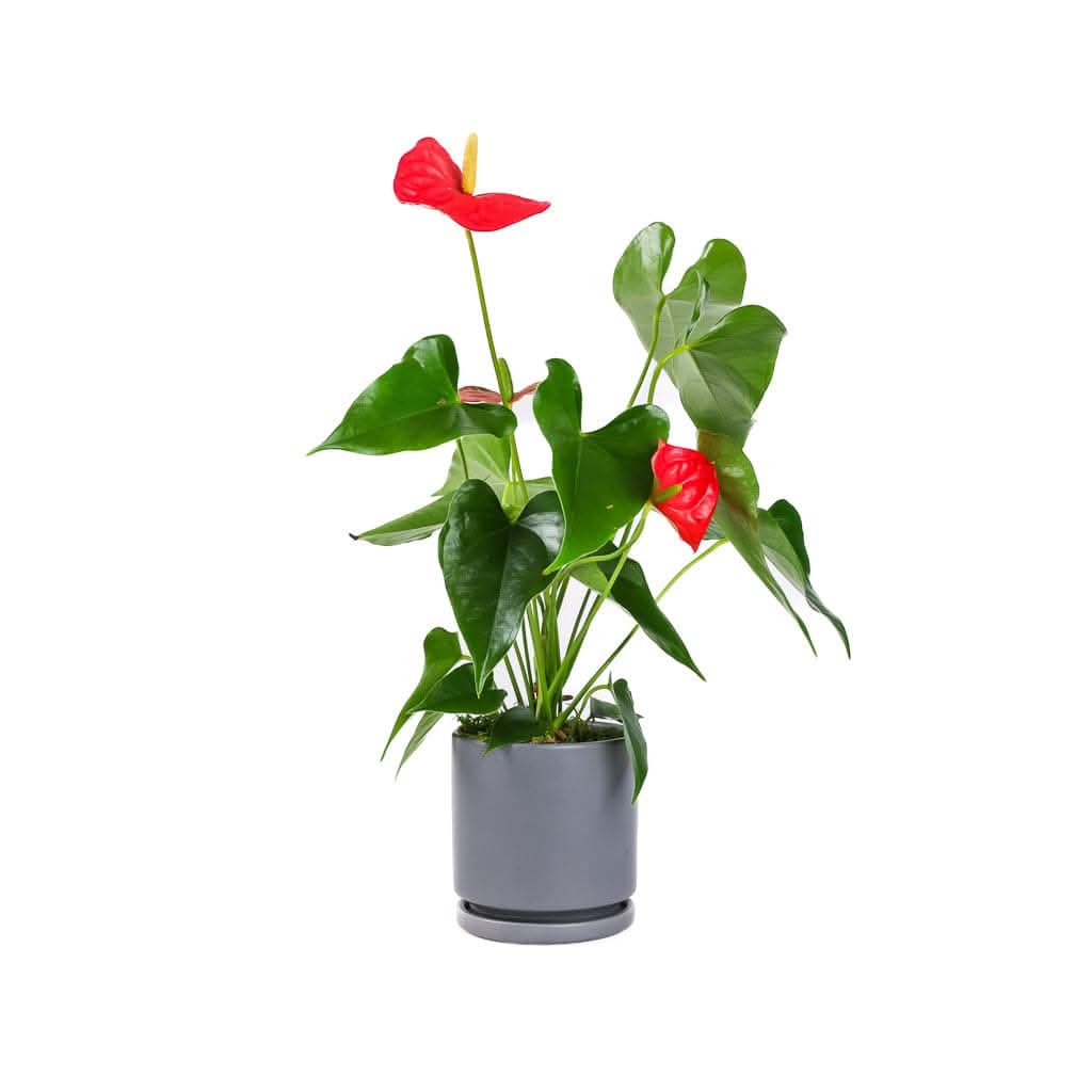 Small Gemstone Potted Anthurium - Green Fresh Florals + Plants