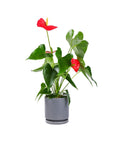 Small Gemstone Potted Anthurium - Green Fresh Florals + Plants