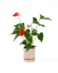 Small Gemstone Potted Anthurium - Green Fresh Florals + Plants
