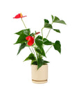 Small Gemstone Potted Anthurium - Green Fresh Florals + Plants