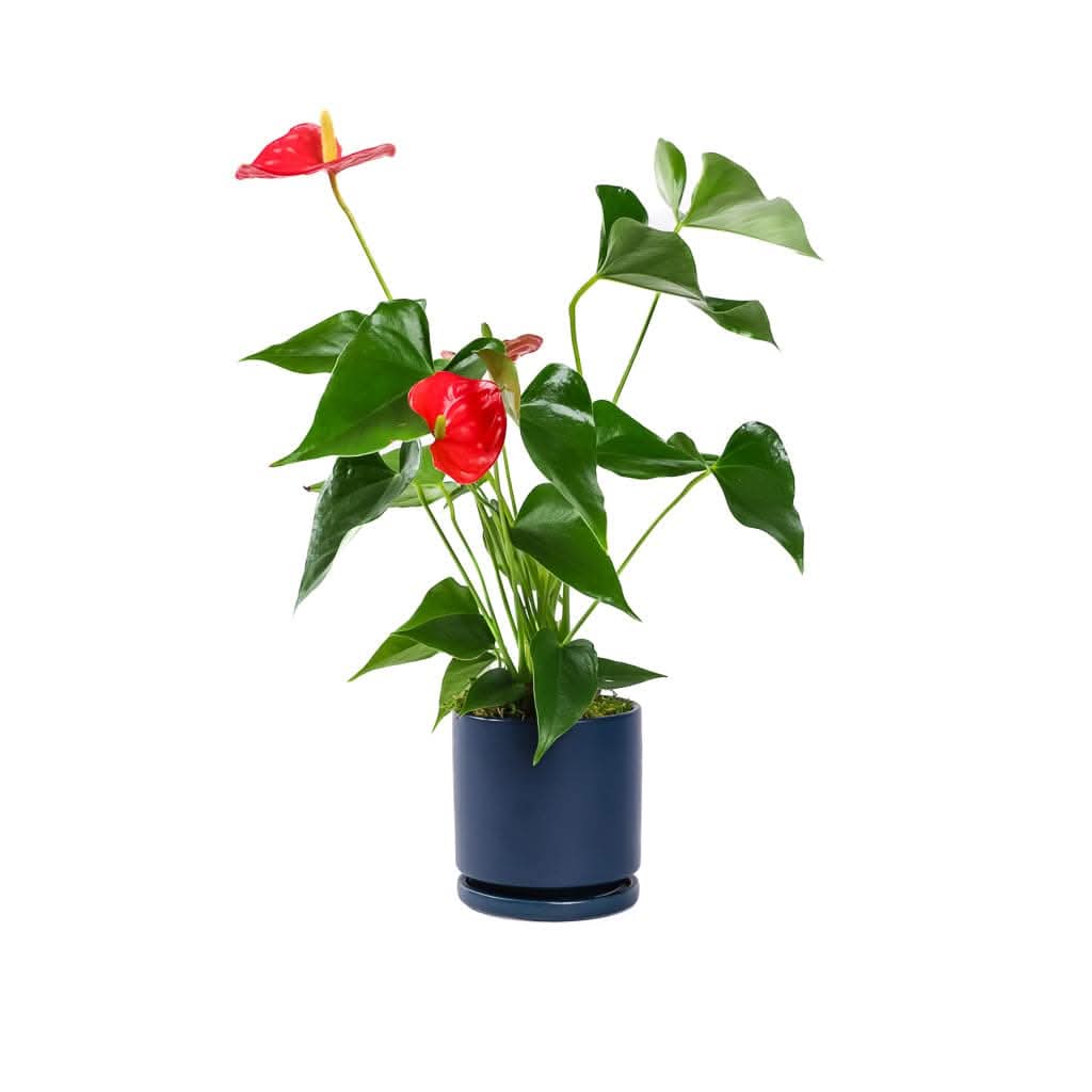 Small Gemstone Potted Anthurium - Green Fresh Florals + Plants
