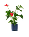 Small Gemstone Potted Anthurium - Green Fresh Florals + Plants