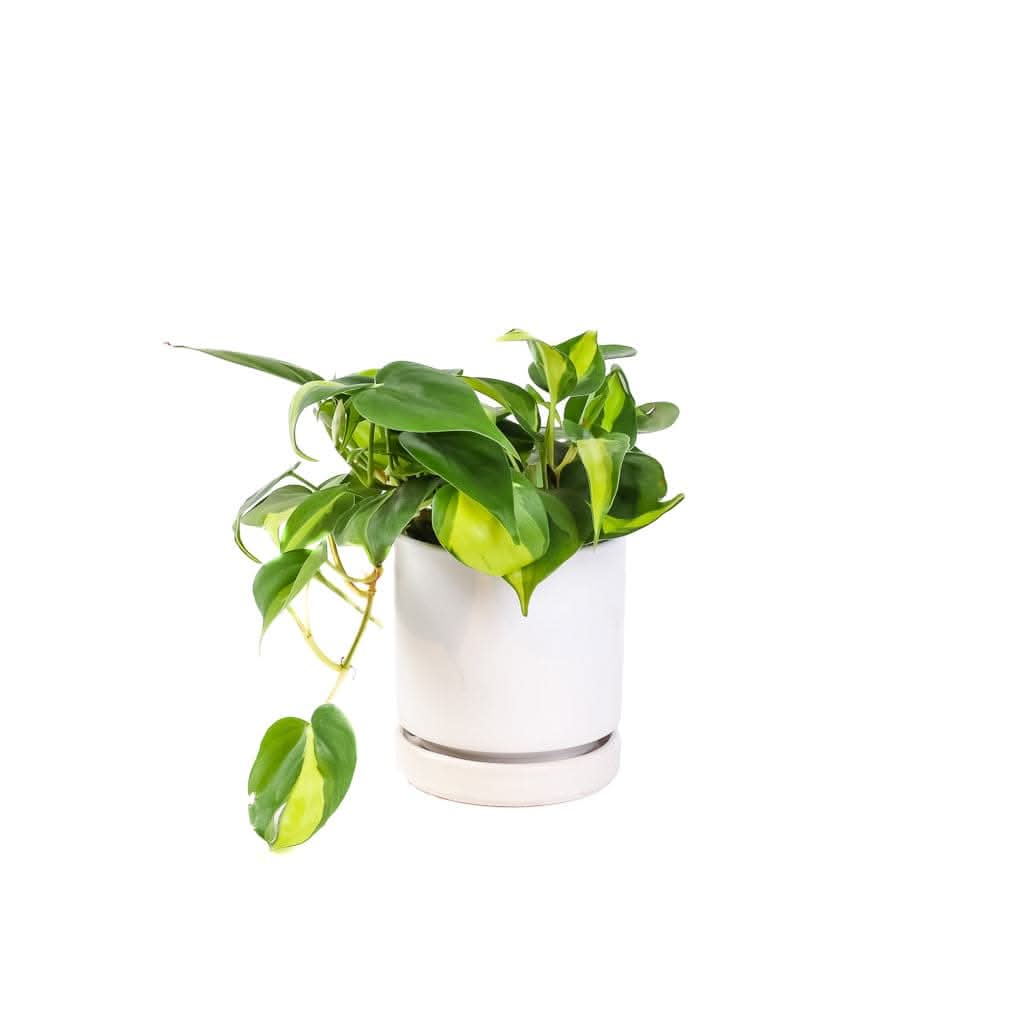 Small Gemstone Potted Brasil Philodendron - Green Fresh Florals + Plants