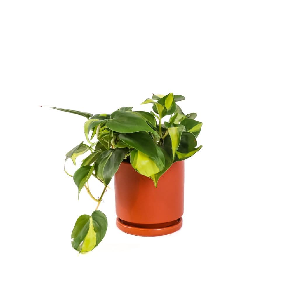 Small Gemstone Potted Brasil Philodendron - Green Fresh Florals + Plants