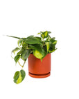 Small Gemstone Potted Brasil Philodendron - Green Fresh Florals + Plants