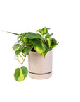 Small Gemstone Potted Brasil Philodendron - Green Fresh Florals + Plants