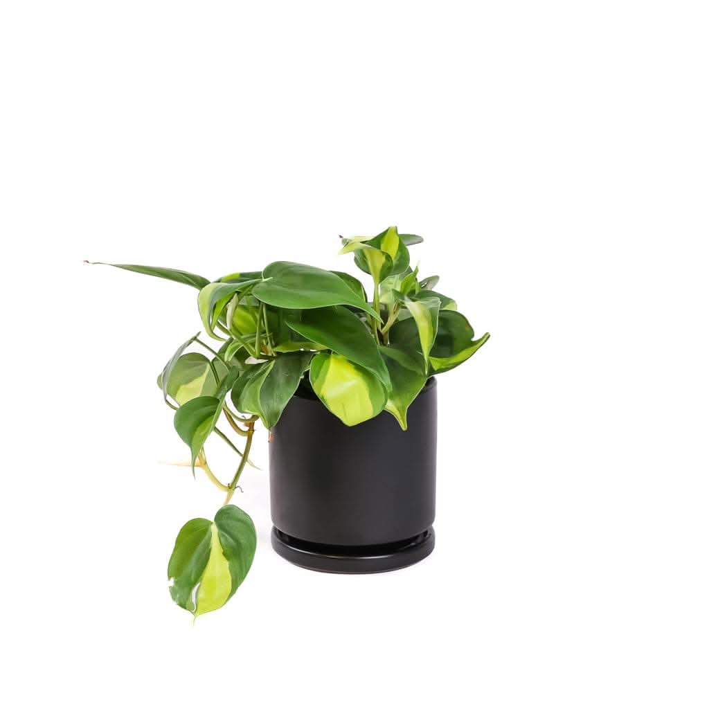 Small Gemstone Potted Brasil Philodendron - Green Fresh Florals + Plants