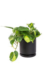 Small Gemstone Potted Brasil Philodendron - Green Fresh Florals + Plants