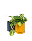 Small Gemstone Potted Brasil Philodendron - Green Fresh Florals + Plants