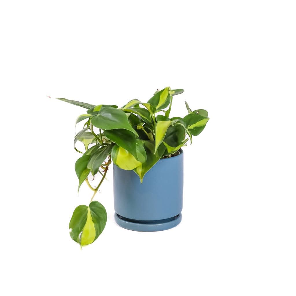 Small Gemstone Potted Brasil Philodendron - Green Fresh Florals + Plants