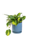 Small Gemstone Potted Brasil Philodendron - Green Fresh Florals + Plants