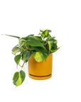 Small Gemstone Potted Brasil Philodendron - Green Fresh Florals + Plants