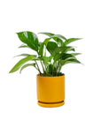 Small Gemstone Potted Golden Pothos - Green Fresh Florals + Plants