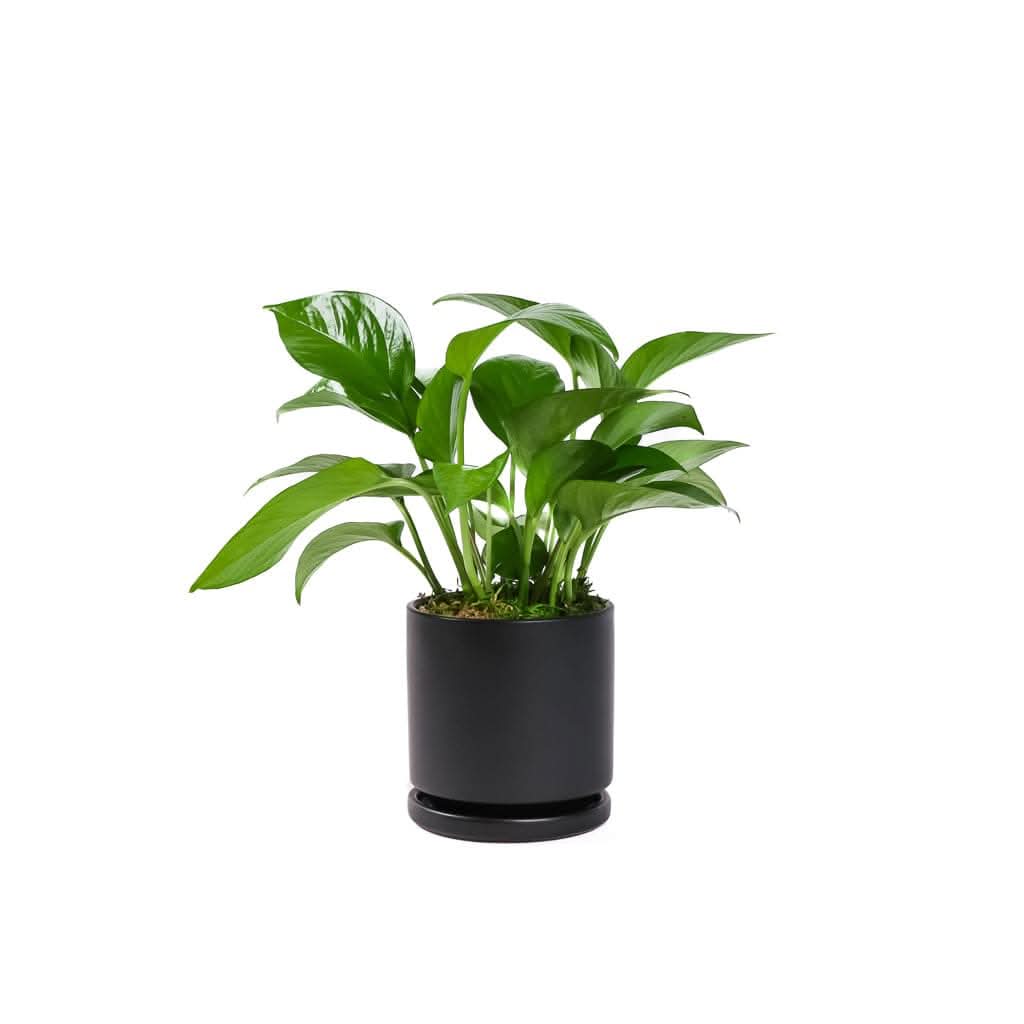 Small Gemstone Potted Golden Pothos - Green Fresh Florals + Plants