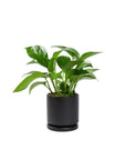 Small Gemstone Potted Golden Pothos - Green Fresh Florals + Plants