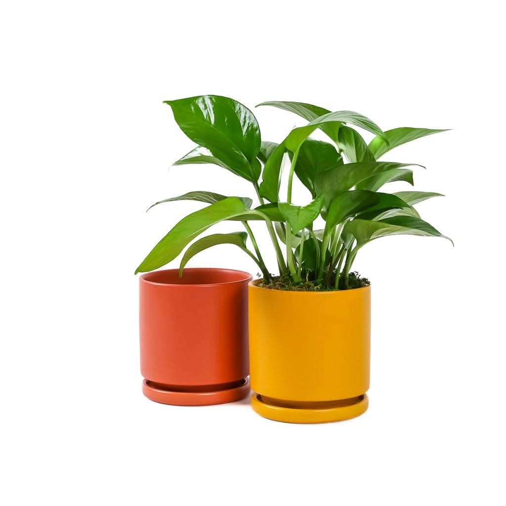 Small Gemstone Potted Golden Pothos - Green Fresh Florals + Plants