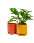 Small Gemstone Potted Golden Pothos - Green Fresh Florals + Plants