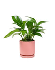 Small Gemstone Potted Golden Pothos - Green Fresh Florals + Plants