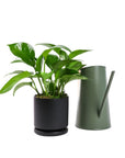 Small Gemstone Potted Golden Pothos - Green Fresh Florals + Plants