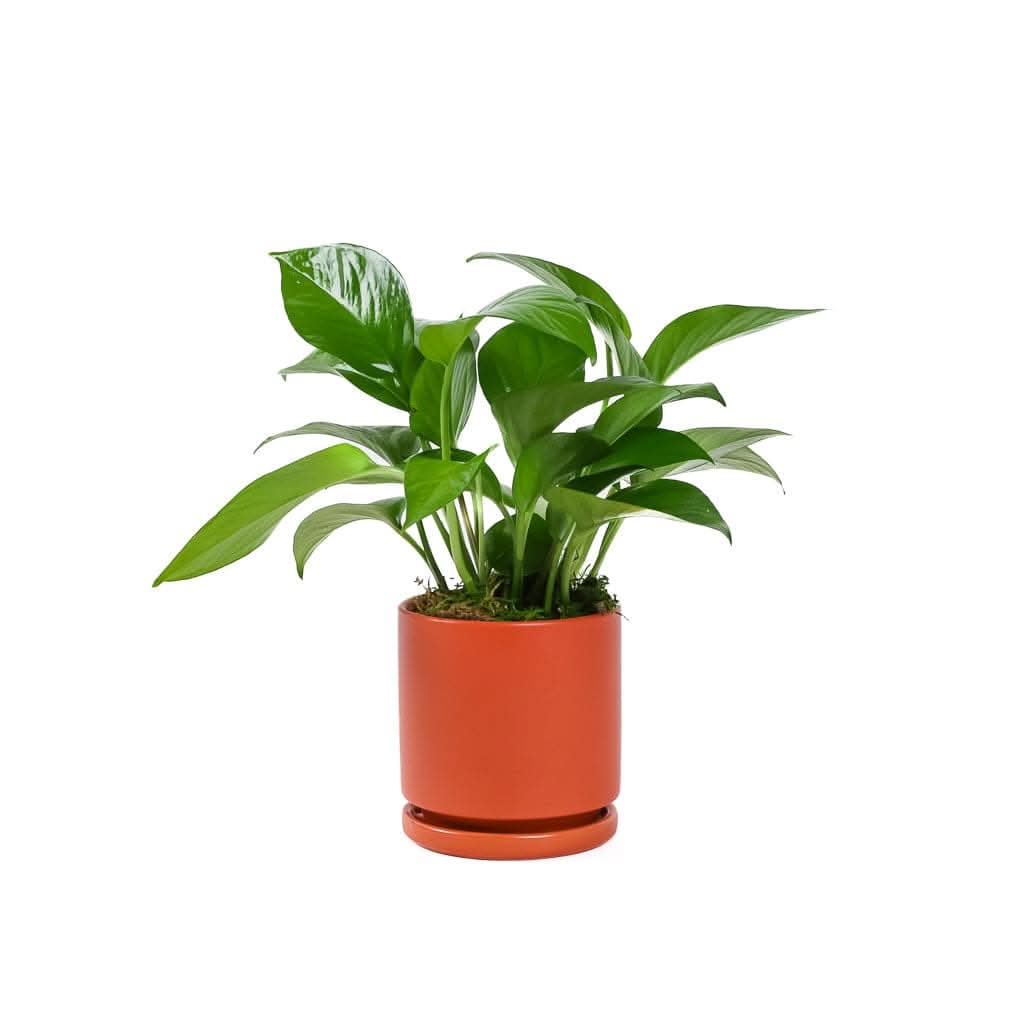 Small Gemstone Potted Golden Pothos - Green Fresh Florals + Plants