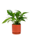 Small Gemstone Potted Golden Pothos - Green Fresh Florals + Plants
