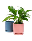 Small Gemstone Potted Golden Pothos - Green Fresh Florals + Plants