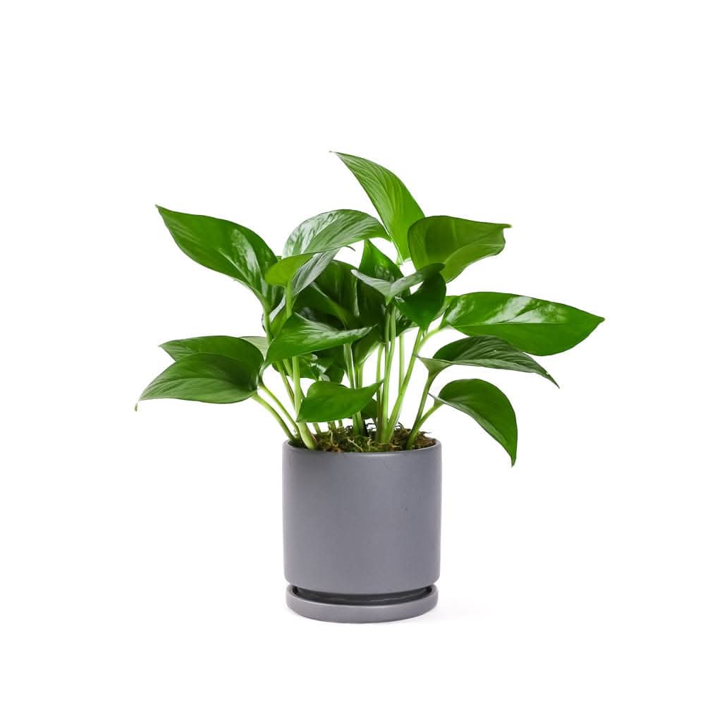 Small Gemstone Potted Golden Pothos - Green Fresh Florals + Plants