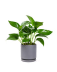 Small Gemstone Potted Golden Pothos - Green Fresh Florals + Plants
