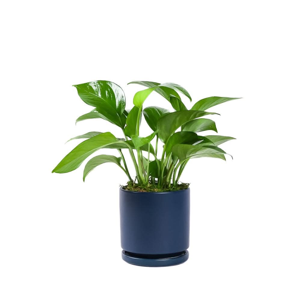 Small Gemstone Potted Golden Pothos - Green Fresh Florals + Plants