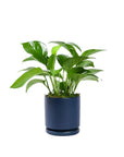 Small Gemstone Potted Golden Pothos - Green Fresh Florals + Plants