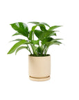 Small Gemstone Potted Golden Pothos - Green Fresh Florals + Plants