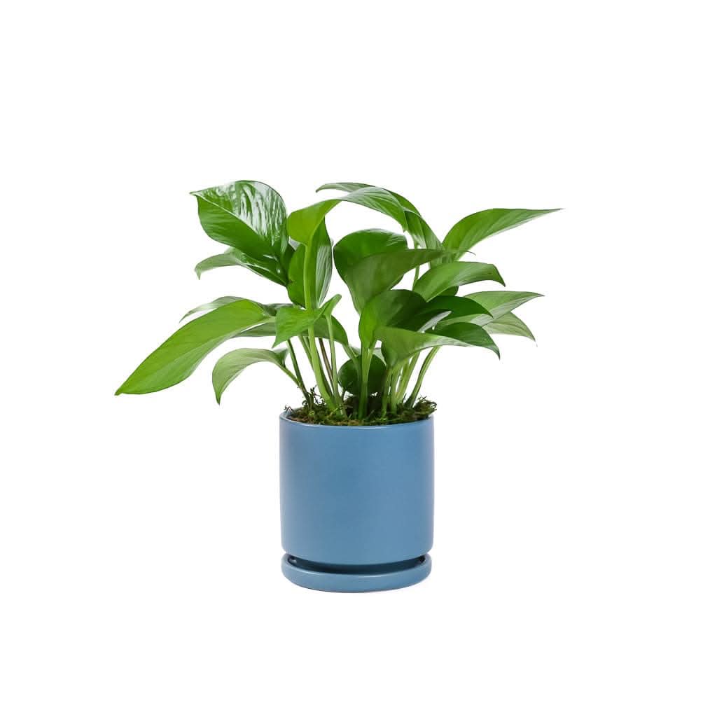 Small Gemstone Potted Golden Pothos - Green Fresh Florals + Plants
