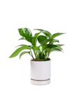 Small Gemstone Potted Golden Pothos - Green Fresh Florals + Plants