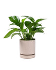 Small Gemstone Potted Golden Pothos - Green Fresh Florals + Plants