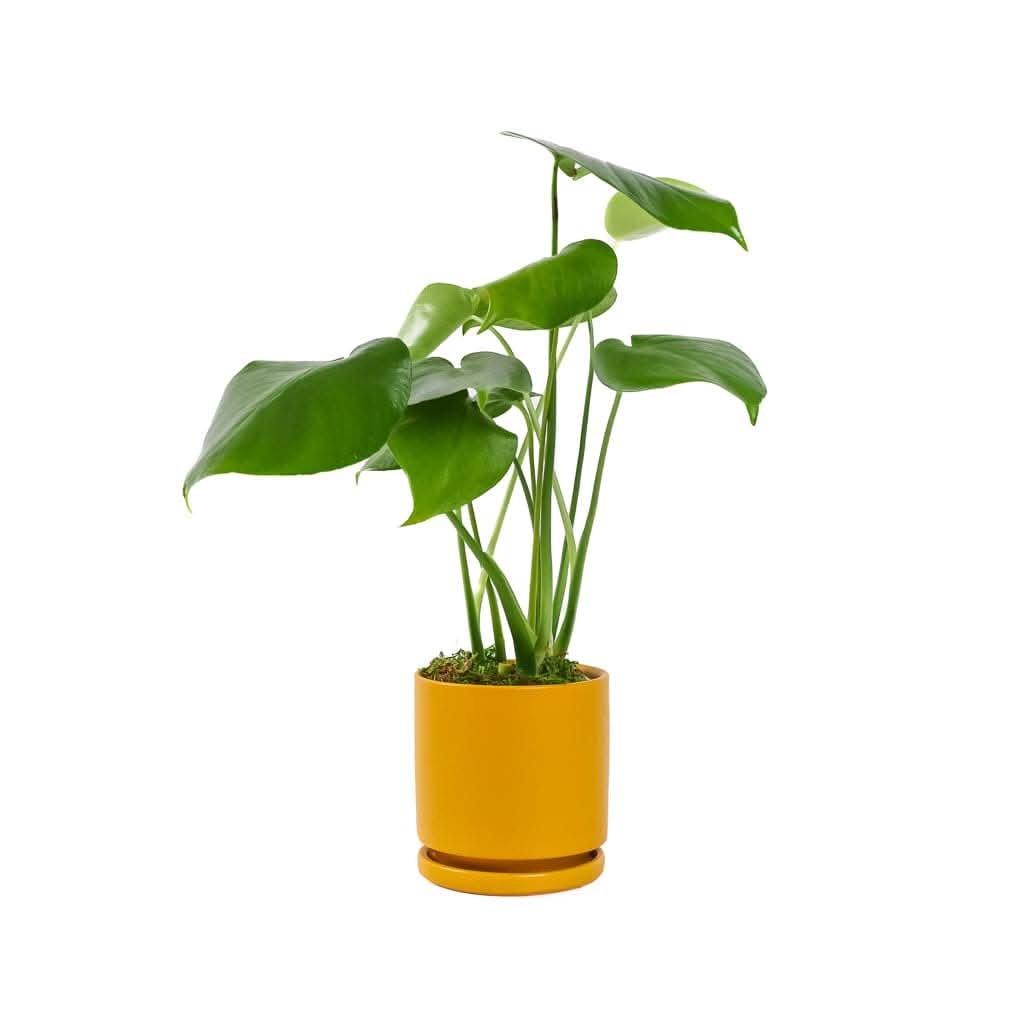 Small Gemstone Potted Monstera Deliciosa - Green Fresh Florals + Plants