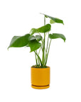Small Gemstone Potted Monstera Deliciosa - Green Fresh Florals + Plants
