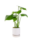Small Gemstone Potted Monstera Deliciosa - Green Fresh Florals + Plants