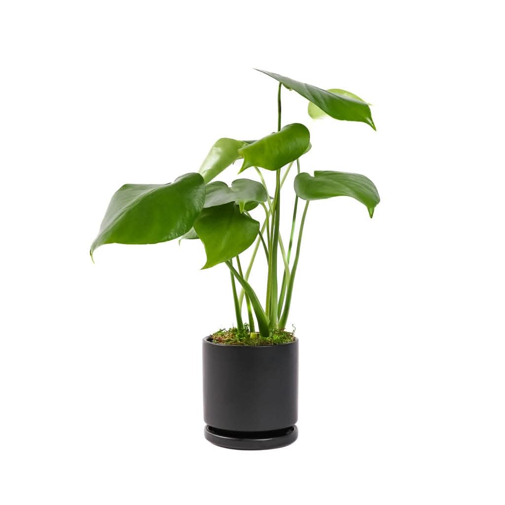 Small Gemstone Potted Monstera Deliciosa - Green Fresh Florals + Plants
