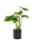 Small Gemstone Potted Monstera Deliciosa - Green Fresh Florals + Plants