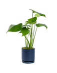 Small Gemstone Potted Monstera Deliciosa - Green Fresh Florals + Plants