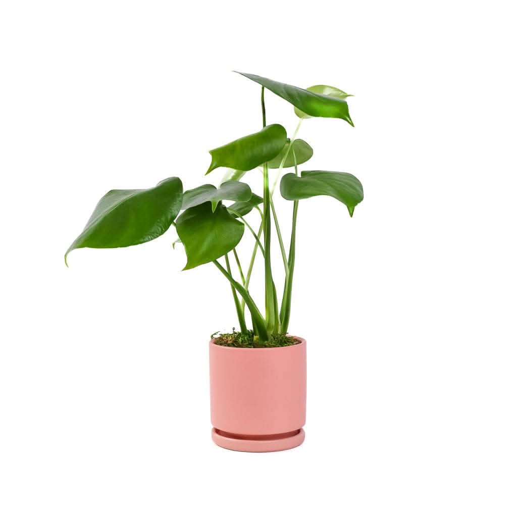 Small Gemstone Potted Monstera Deliciosa - Green Fresh Florals + Plants