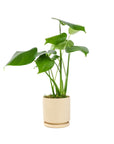 Small Gemstone Potted Monstera Deliciosa - Green Fresh Florals + Plants