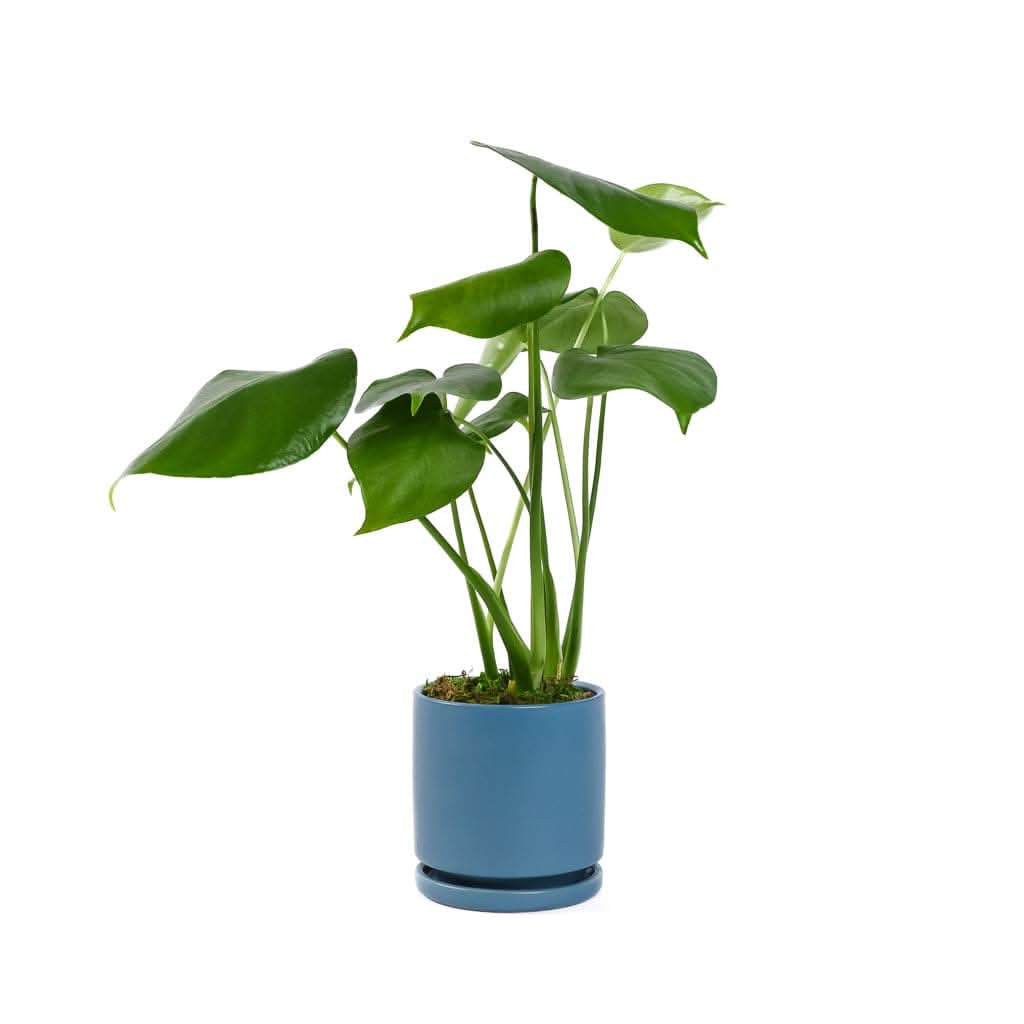 Small Gemstone Potted Monstera Deliciosa - Green Fresh Florals + Plants